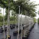 Prunus 'Accolade' cont. 35L Stamm 10-12