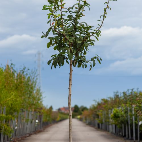 Mespilus germanica cont. 35L Halbstamm 8-10