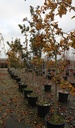 Mespilus germanica cont. 35L half standard 8-10