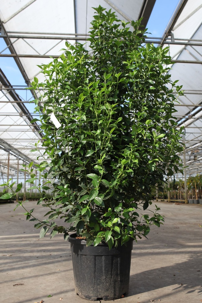 Viburnum tinus 'Eve Price' cont. 35L 125-150 cm +ф