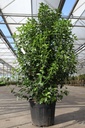 Viburnum tinus 'Eve Price' cont. 35L 125-150 cm +f