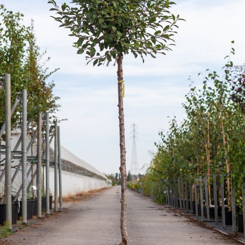 [P] Prunus eminens 'Umbraculifera' cont. 18L half standard 8-10 +ф