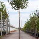 Prunus eminens 'Umbraculifera' cont. 18L half standard 8-10 +ф