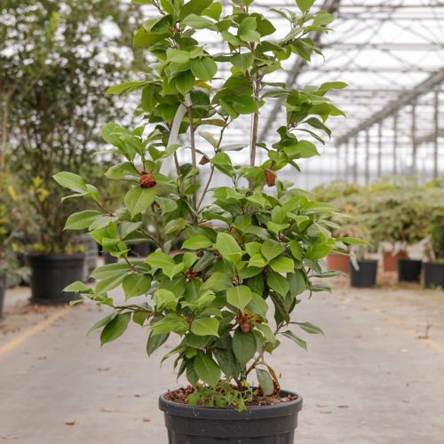 [P] Camellia japonica cont. 15L +ф