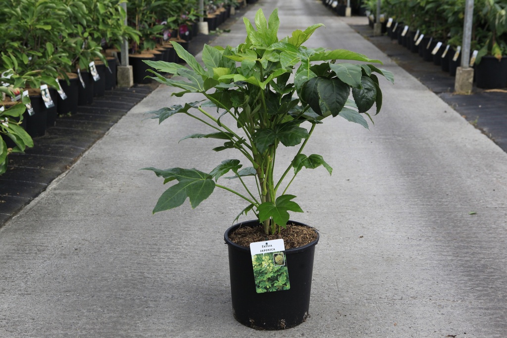 [P] Camellia japonica cont. 15L +f