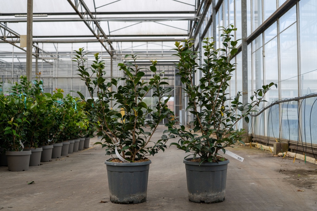 [P] Camellia japonica cont. 15L +f