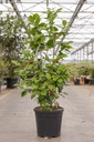 Camellia japonica cont. 15L +ф