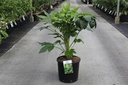 Camellia japonica cont. 15L +f