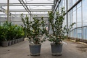 Camellia japonica cont. 15L +p