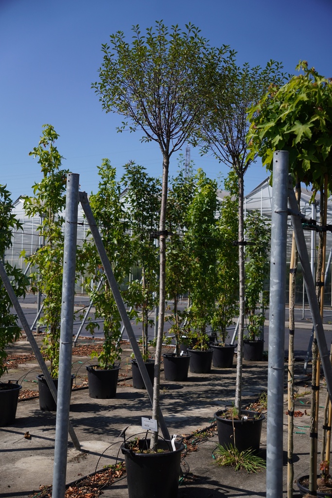 [P] Acer platanoides 'Globosum' cont. 35L Stamm 10-12