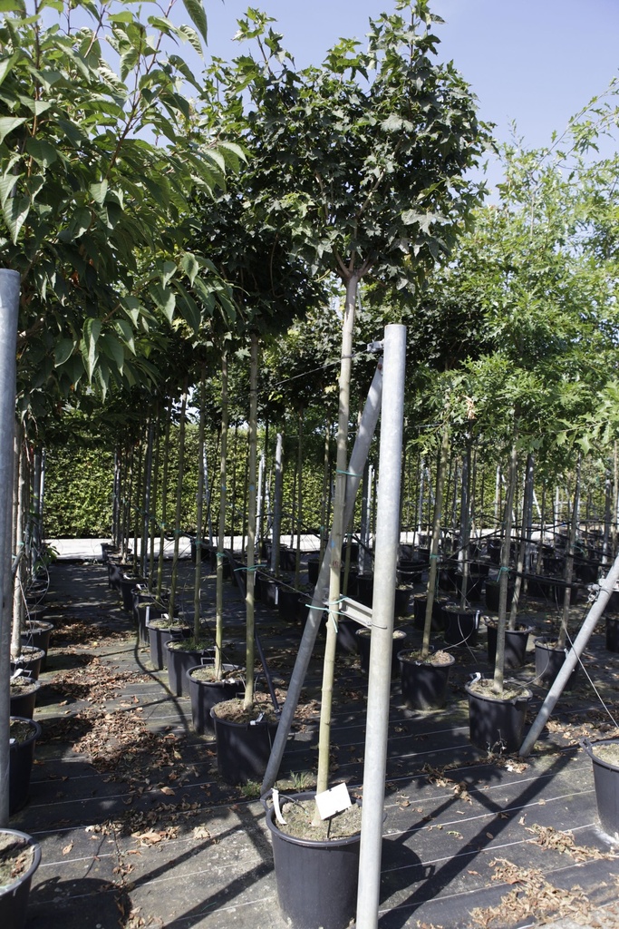 Acer platanoides 'Globosum' cont. 35L standard 10-12