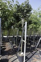 Acer platanoides 'Globosum' cont. 35L standard 10-12