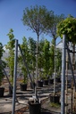 Acer platanoides 'Globosum' cont. 35L tige haute 10-12
