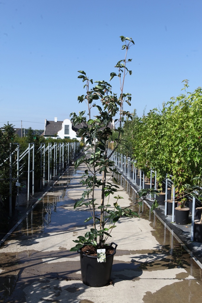 [P] Cornus (x) VENUS (PBR) Kont. 35L 150/+ cm +B