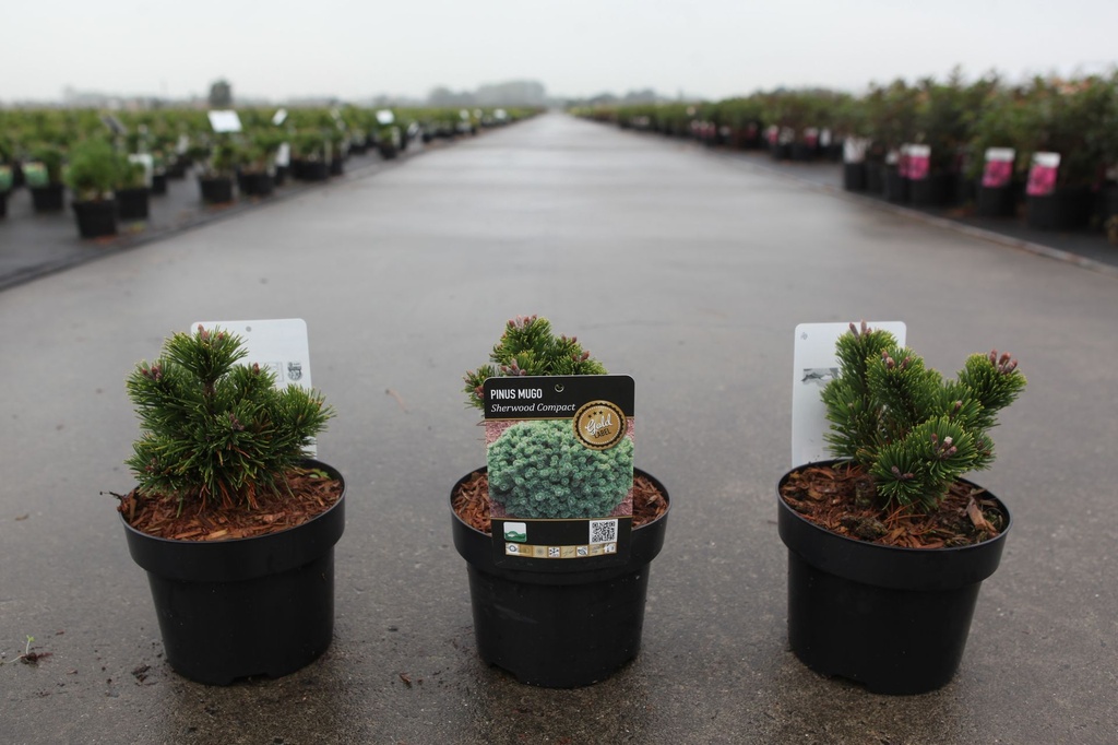 Pinus mugo 'Sherwood Compact' cont. 2L 15/+ cm +f