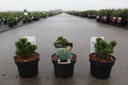 Pinus mugo 'Sherwood Compact' cont. 2L 15/+ cm +f