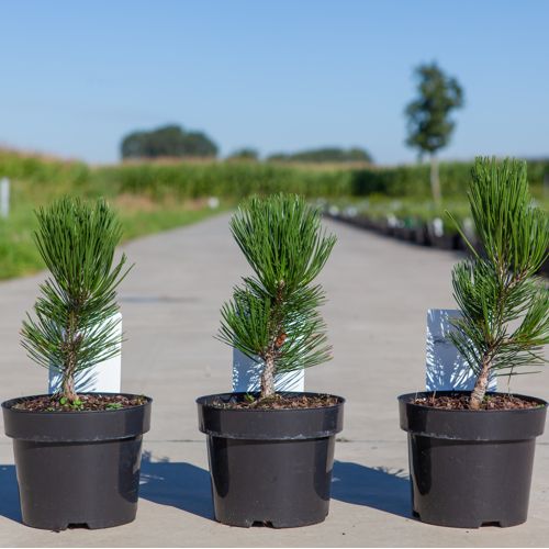 Pinus heldreichii 'Compact Gem' cont. 3L 15-20 cm +ф