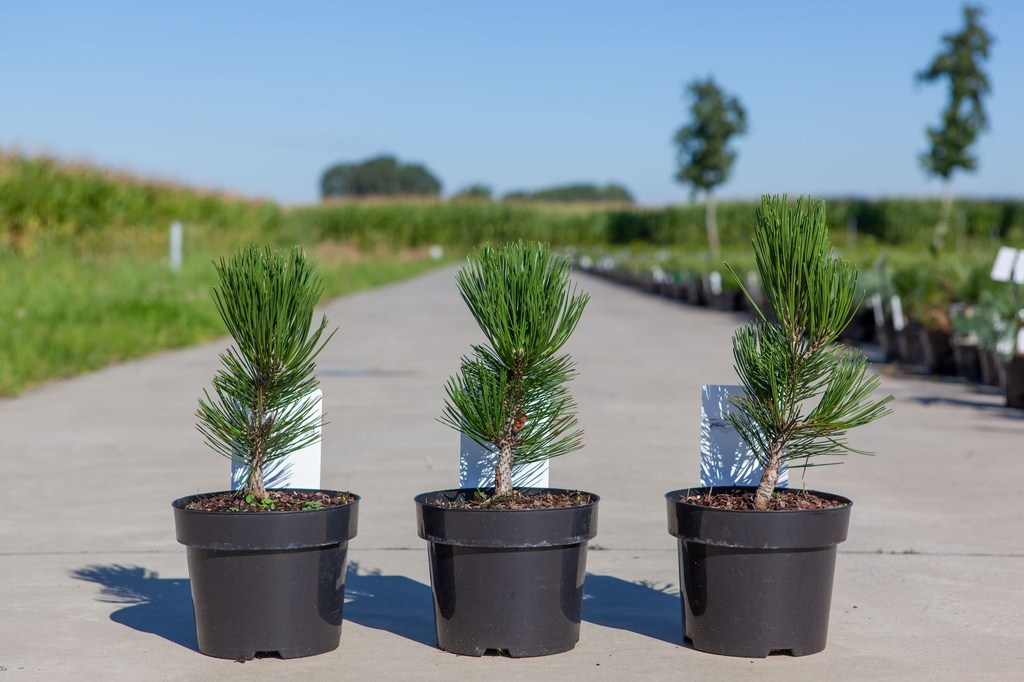 Pinus heldreichii 'Compact Gem' cont. 3L 15-20 cm +f