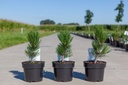 Pinus heldreichii 'Compact Gem' cont. 3L 15-20 cm +p