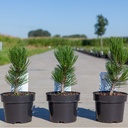 Pinus heldreichii 'Compact Gem' cont. 3L 15-20 cm +p