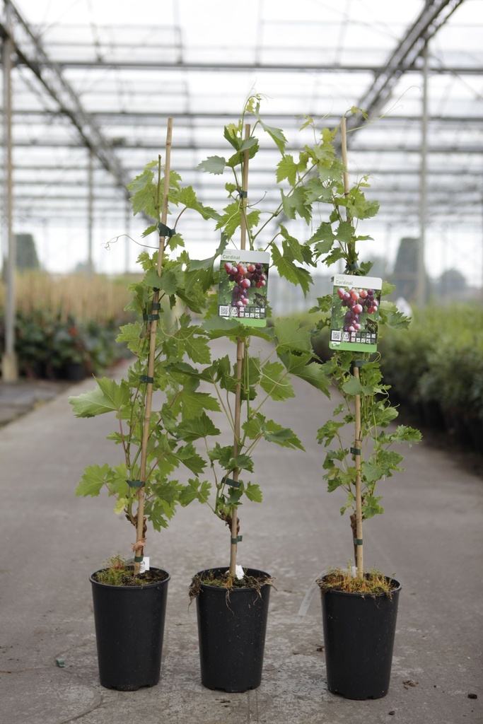 Vitis 'Cardinal' cont. 3L hoog 80-100 cm veredeld (blauw) +f