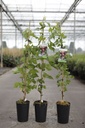 Vitis 'Cardinal' cont. 3L high 80-100 cm grafted (blue) +p