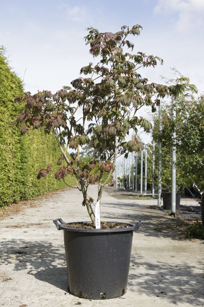 [P] Acer japonicum 'Aconitifolium' cont. 35L 100-125 cm