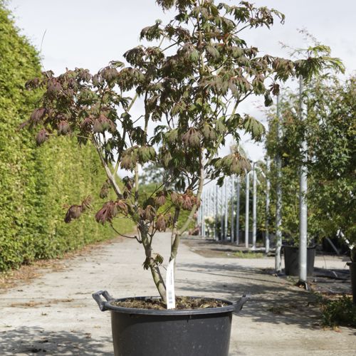 [P] Acer japonicum 'Aconitifolium' cont. 35L 100-125 cm