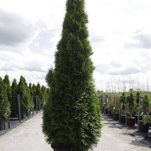 Thuja occidentalis 'Smaragd' cont. 35L 175/+ cm