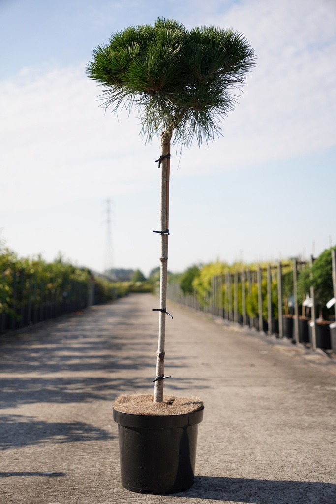 Pinus nigra 'Pierrick Brégeon' cont. 7,5L 70 cm stam +f