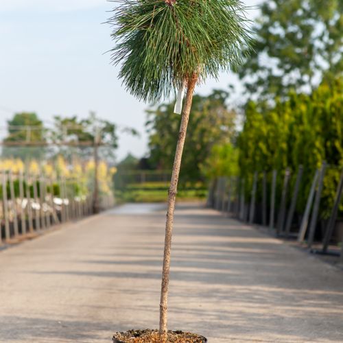 [P] Pinus nigra 'Pierrick Brégeon' cont. 7,5L 70-80 cm tige +p
