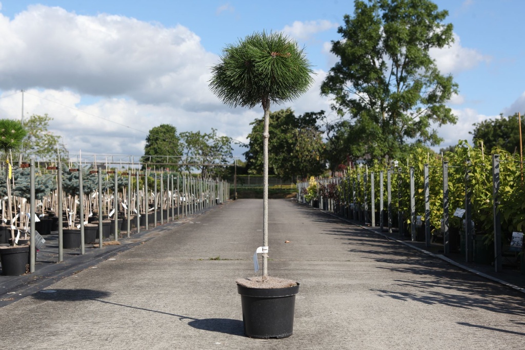 Pinus nigra 'Pierrick Brégeon' cont. 7,5L 70-80 cm tige +p