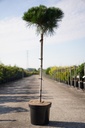 Pinus nigra 'Pierrick Brégeon' Kont. 7,5L 70 cm Stamm +B