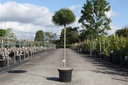 Pinus nigra 'Pierrick Brégeon' cont. 7,5L 70 cm standard +p