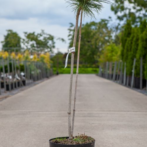 [P] Pinus nigra 'Marie Brégeon' (PBR) cont. 7,5L 70 cm standard +p
