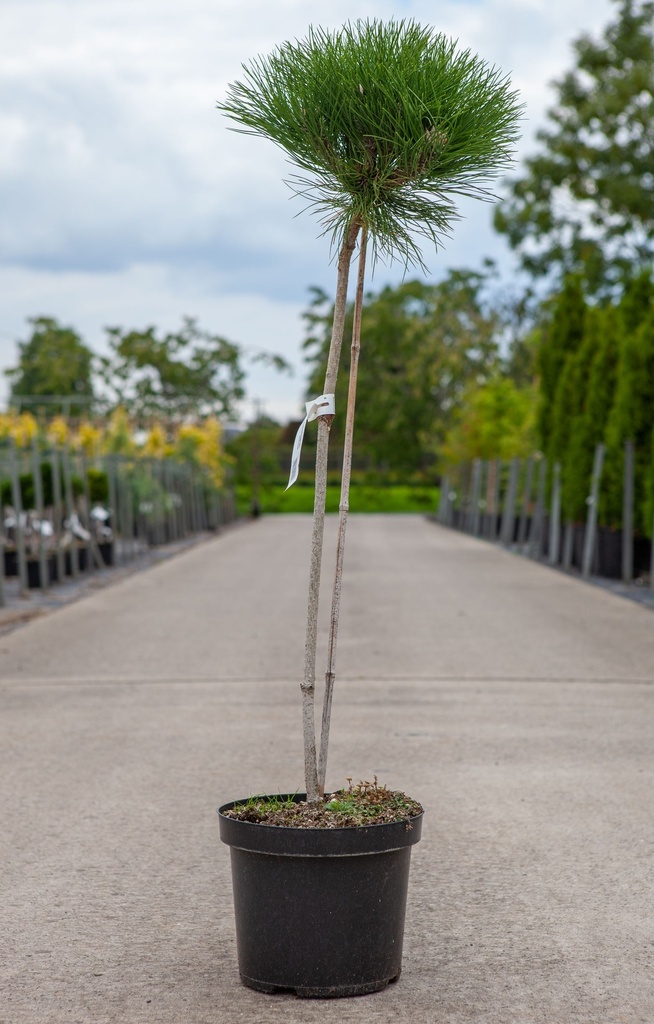 Pinus nigra 'Marie Brégeon' (PBR) cont. 7,5L 70-80 cm standard +ф