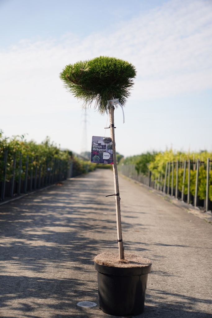 Pinus nigra 'Marie Brégeon' (PBR) cont. 7,5L 70-80 cm tige +p