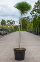 Pinus nigra 'Marie Brégeon' (PBR) cont. 7,5L 70-80 cm standard +p