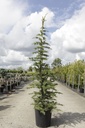 Cedrus libani cont. 18L 100-125 cm