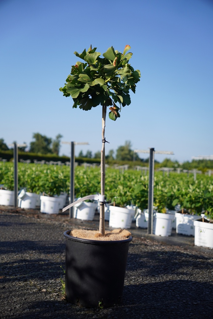 Ginkgo biloba 'Mariken' cont. 12L 60 cm standard +p