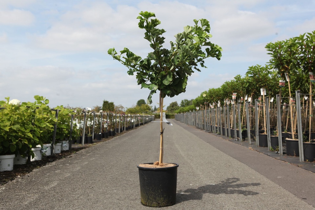 Ginkgo biloba 'Mariken' cont. 12L 60 cm standard +p