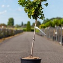 Ginkgo biloba 'Mariken' cont. 12L 60 cm standard +p