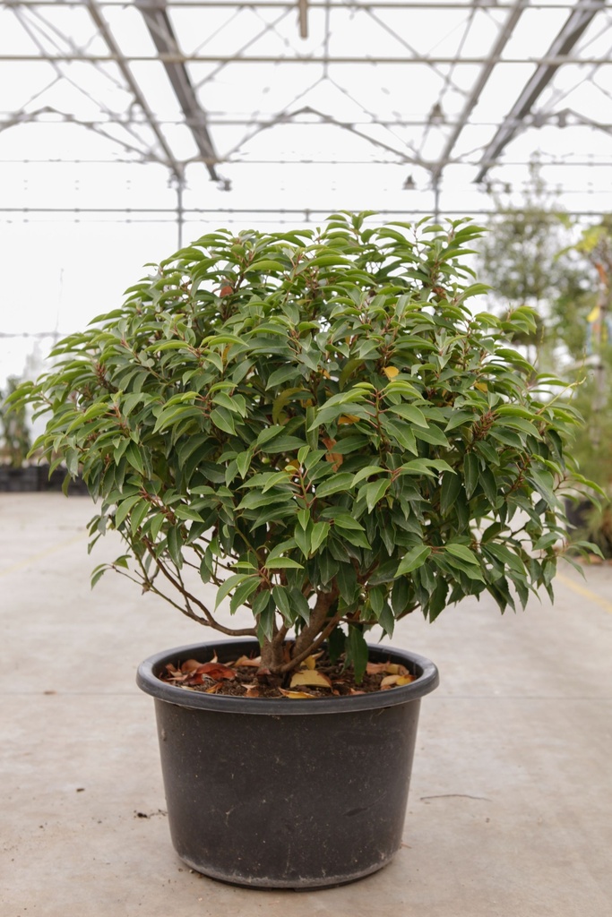 [P] Prunus (L) lusitanica 'Angustifolia' cont. 23L 50/+ cm boule