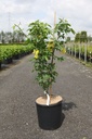 Laburnum watereri 'Vossii' cont. 12L 60-80 cm +ф