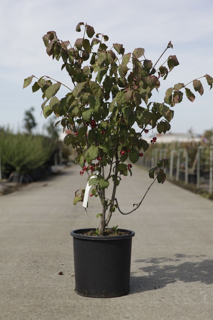 [P] Euonymus planipes cont. 15L 80/+ cm