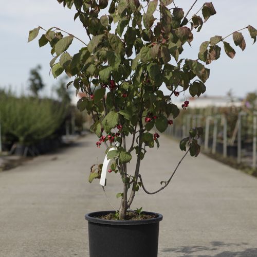 [P] Euonymus planipes cont. 15L 80/+ cm