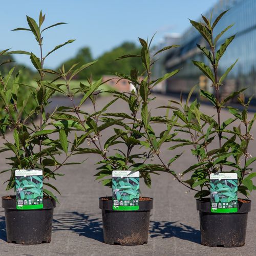 Callicarpa kwangtungensis cont. 3,6L 30-40 cm +ф