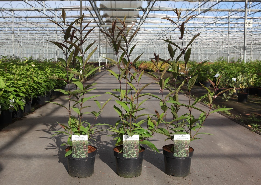 Callicarpa kwangtungensis cont. 3,6L 30-40 cm +p