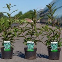 Callicarpa kwangtungensis cont. 3,6L 30-40 cm +B