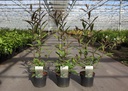 Callicarpa kwangtungensis cont. 3,6L 30-40 cm +B